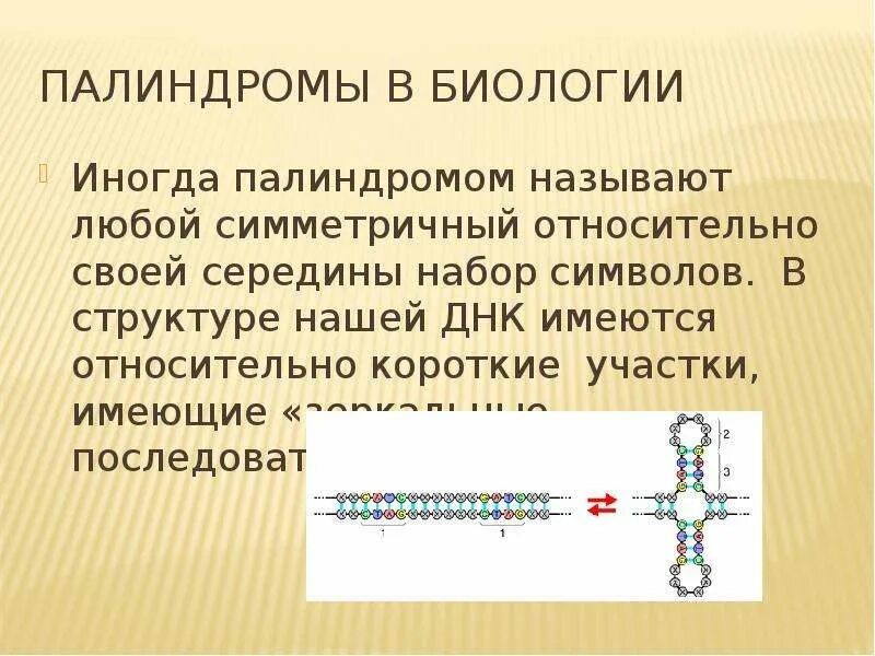 Палиндром биосинтез. Палиндромы. Палиндром биология. Палиндромы ДНК. Палиндромы примеры.