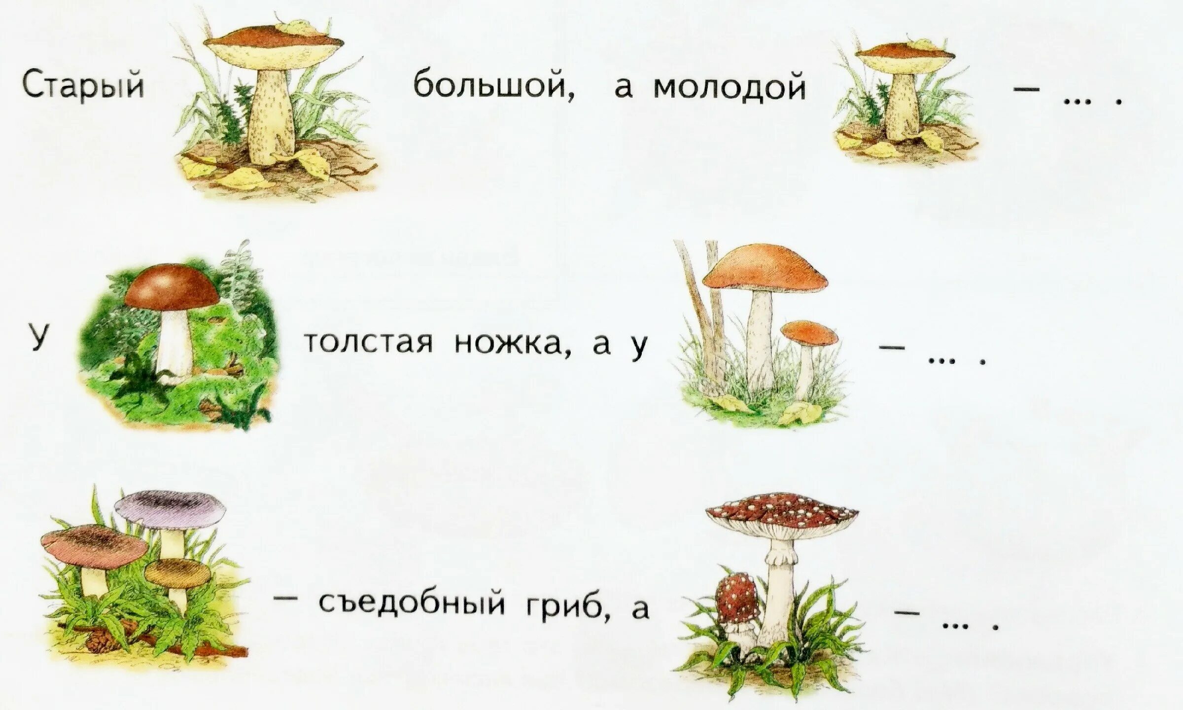 Тема грибы для дошкольников. Задания для детей на тему грибы. Задания для детей по лексической теме грибы. Грибы лексическая тема для дошкольников.