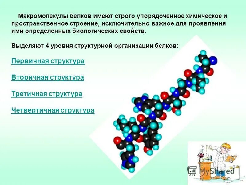 4 организации белка. Химическая организация белков. Модель макромолекулы белка. Трехмерная организация белки. 4 Уровня пространственной организации белка.