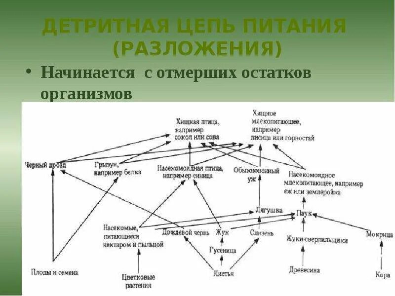 Приведите примеры детритных пищевых цепей. Детритные пищевые цепи. Детритные цепи питания. Дететритная цепь питания. Детритная цепь питания из 5 звеньев.