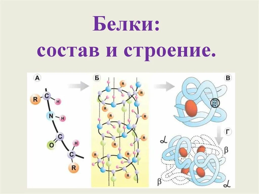 Структура белка биология 10 класс. Строение и структура белка. Строение белков рисунок биология. Строение белка биология.