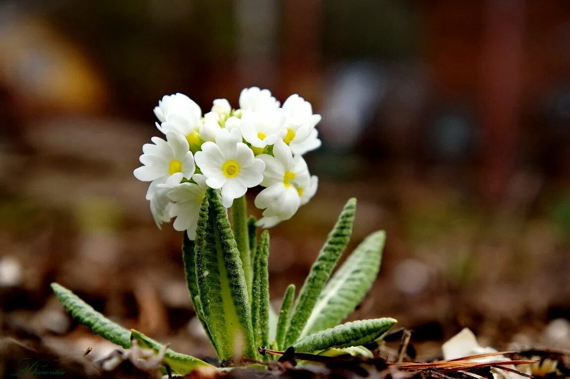 Фото первоцветов. Примула первоцвет. Весенние первоцветы крокусы. Весенние цветы первоцветы крокус. Первоцвет весенний.