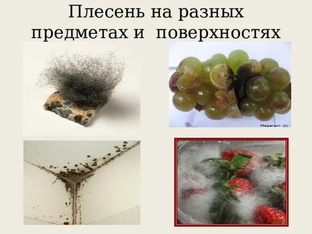 Презентация проекта 10 класс плесень в квартире Презентация исследовательской работы "Плесень"
