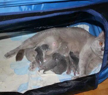 Где рожает кошка
