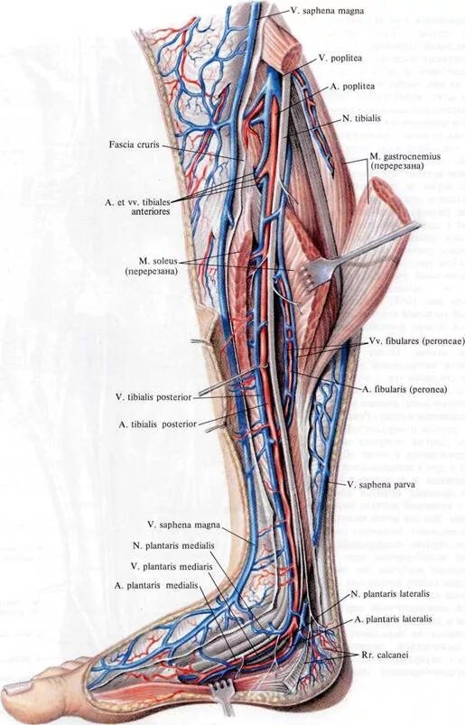Большеберцовый нерв анатомия схема. Медиальный подошвенный нерв топография. Анатомия голени и стопы нерв. Малоберцовый нерв иннервация кожи. Сосуды коленного сустава