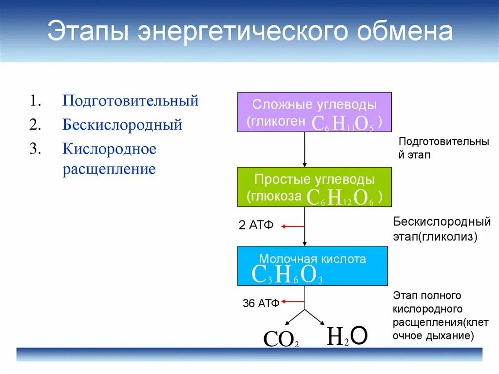 Формула подготовительного этапа энергетического обмена. Подготовительный этап энергетического обмена схема. Энергетический обмен диссимиляция этапы энергетического обмена. Энергетический обмен схема ЕГЭ.