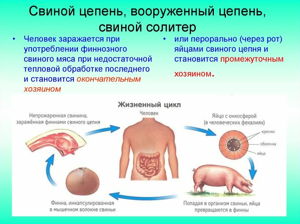 Стадии развития цепня. Свиной цепень окончательный хозяин. Цикл развития свиного солитера биология. Свиной или вооруженный цепень жизненный цикл. Цикл размножения свиного цепня.