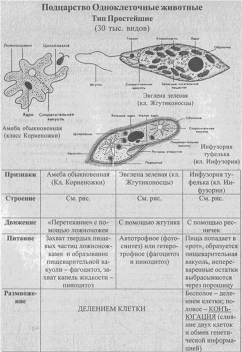 Сходство и различие одноклеточных. Таблица Подцарство простейшие 7 класс биология. Подцарство простейшие 7 класс таблица по биологии. Общая характеристика простейших 7 класс биология таблица. Простейшие одноклеточные Подцарство таблица.