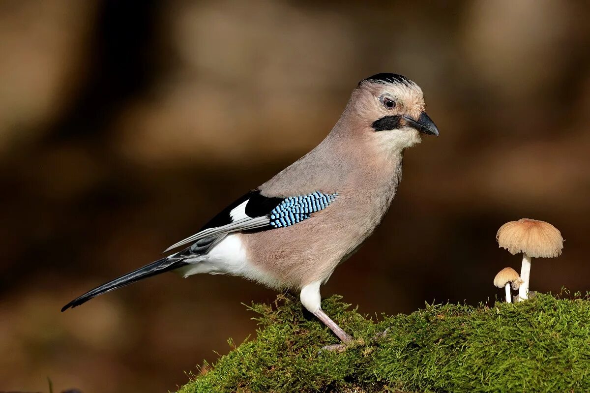 Со́йка garrulus glandarius. Сойка garrulus glandarius. Сойка европейская. Сойка обыкновенная. Природа сойка