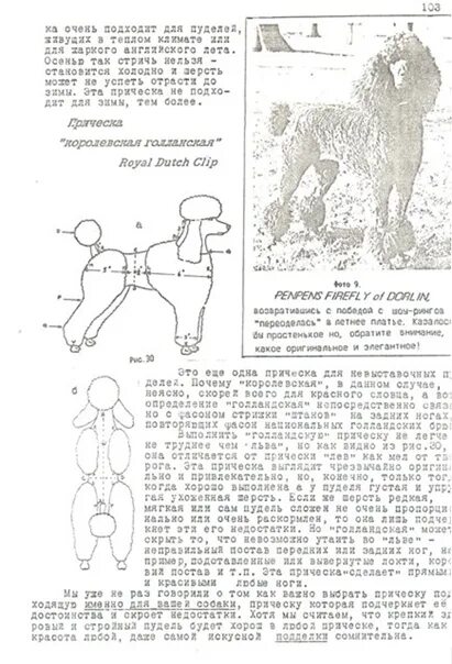 Корейская стрижка пуделя схема. Схема стрижки пуделя Скандинавский Лев. Схема стрижки пуделя стандарт. Схема стрижки пуделя Модерн. Схема пуделя