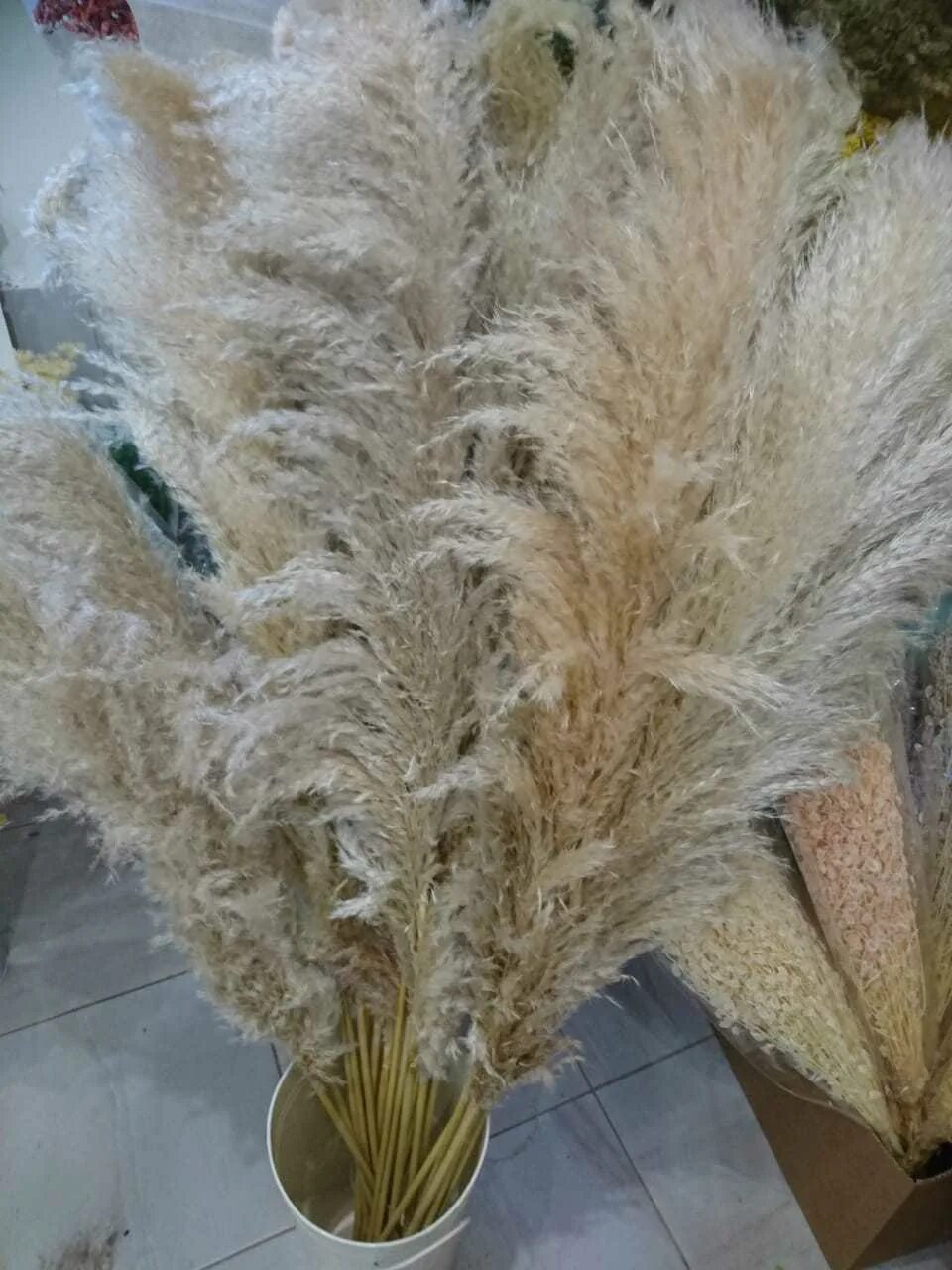 сухоцвет пампас кортадерия. кортадерия белая. пампасная трава cухоцвет. кортадерия селло (cortaderia selloana. кортадерия сухоцвет.