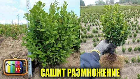 Как размножить самшит быстрый