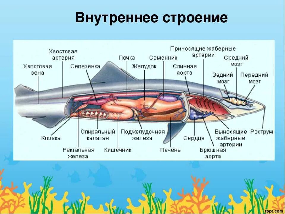 Выделительная система хрящевых рыб 7 класс. Класс хрящевые рыбы пищеварительная система. Пищеварительная система акулы схема. Внутреннее строение хрящевых рыб. Внутреннее строение акулы