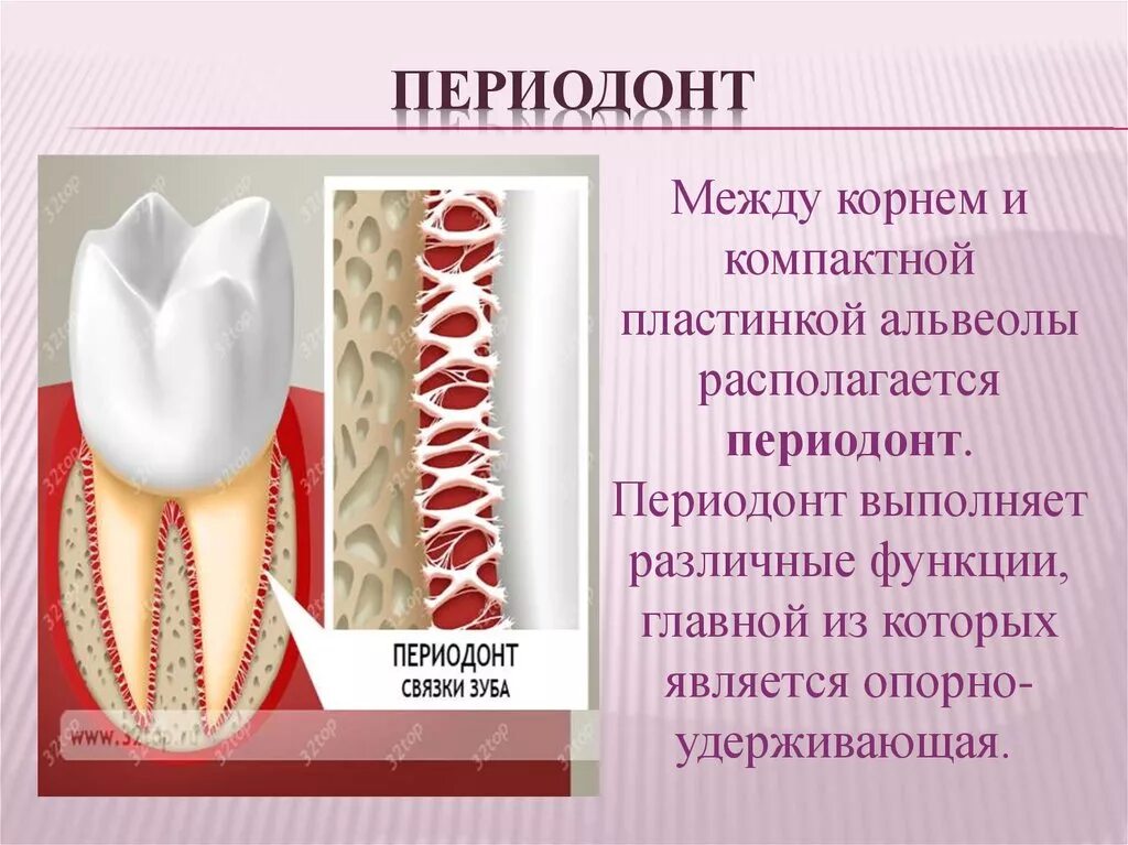 Альвеолярная ткань зуба. Анатомия строение зуба периодонт. ткани зуба периодонт строение. структура периодонта.