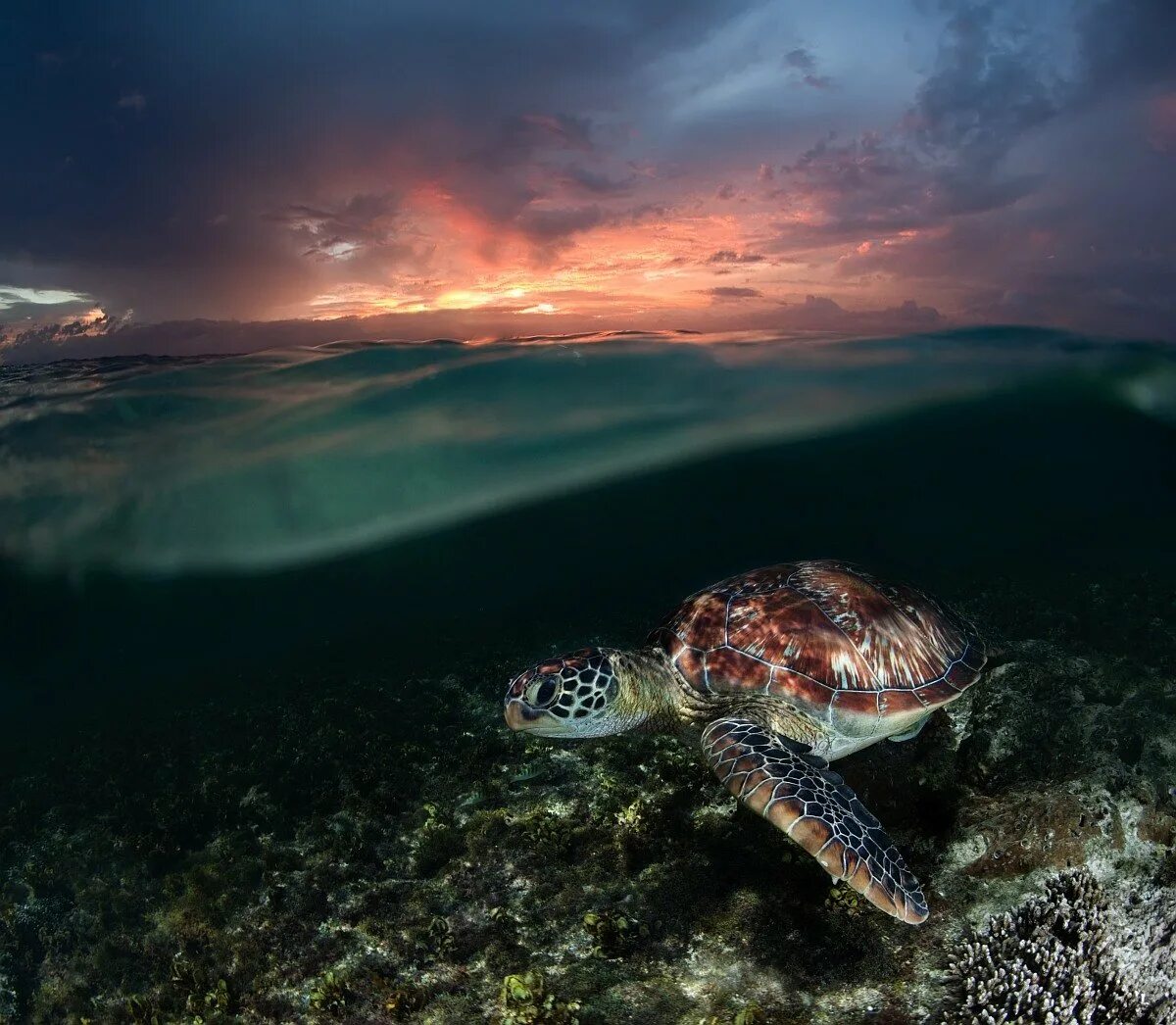 Плавающая в море черепаха 5