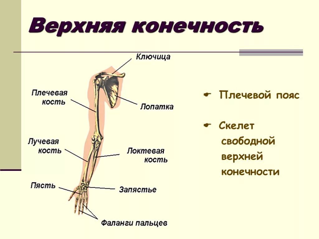 7 скелет конечностей. Скелет пояса верхних конечностей состоит. Состав скелета пояса верхних конечностей. В состав скелета пояса верхних конечностей человека входит кость:. Строение скелета верхней конечности.