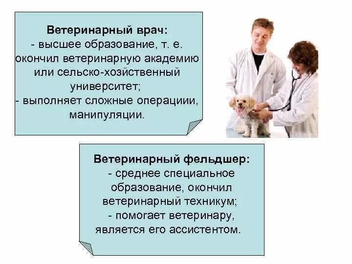 Отзыв врачу ветеринару. Профессия ветеринар. Специальности профессии ветеринар. Профессия врач ветеринар. Требования к профессии ветер.