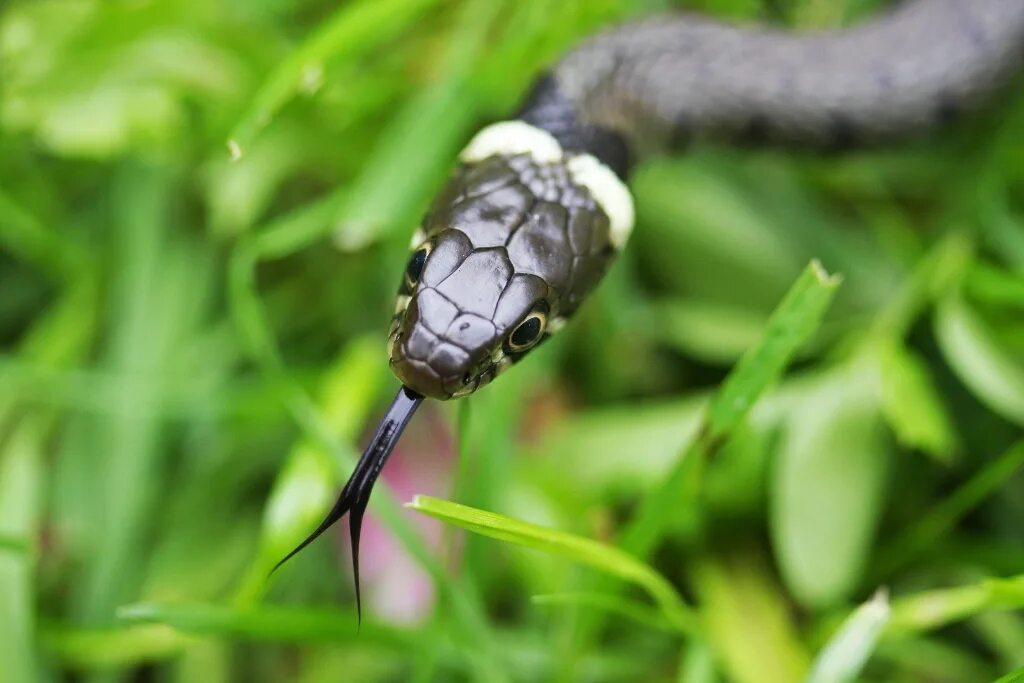 Grass snake. Обыкновенный уж. Уж обыкновенный язык. Язык ужа. Уж обыкновенный фото.