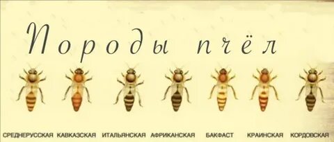 Разновидности пчел