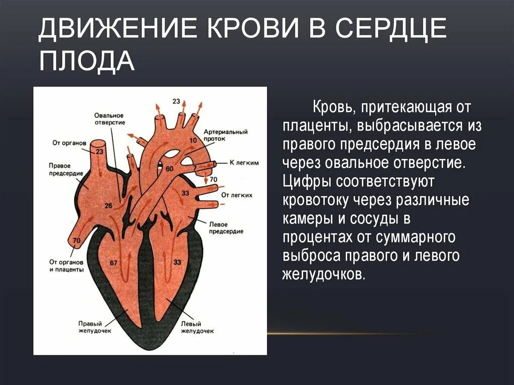 Название крови в правой части сердца. Строение сердца движение крови. Дуиженик крови в сердце. Строение сердца плода. Нормальное строение сердца.