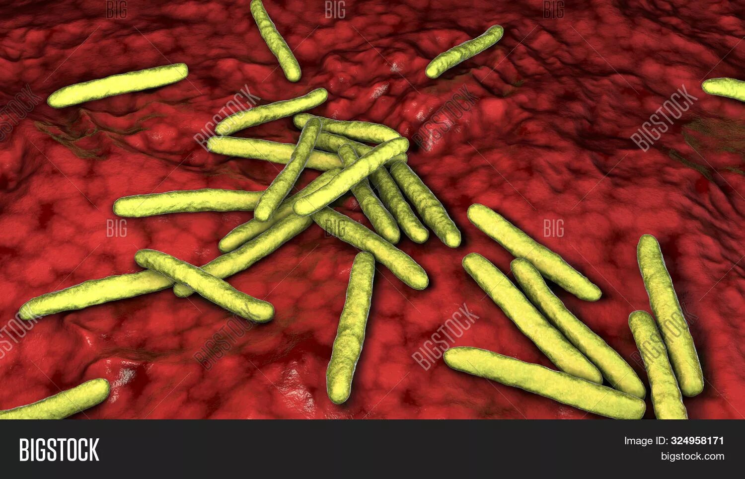 Лепра возбудитель mycobacterium leprae. Микобактерии микробиология. Микроорганизм возбудитель проказы. Лепра возбудитель mycobacterium leprae. Mycobacterium leprae микробиология.