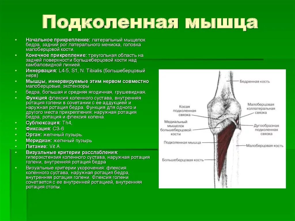 Латеральный мыщелок берцовой кости. Латеральный мыщелок бедренной кости анатомия. Сухожилия задней поверхности коленного сустава. Анатомия коленного сустава подколенная мышца.