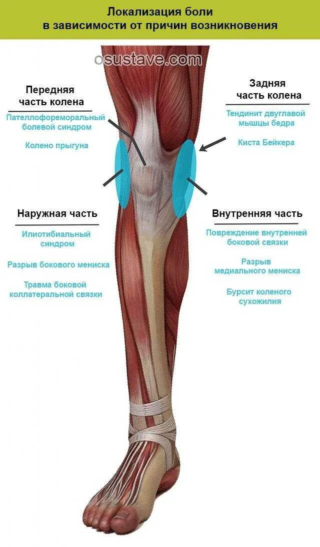 Гудят колени причины. Мышца с внутренней стороны колена.