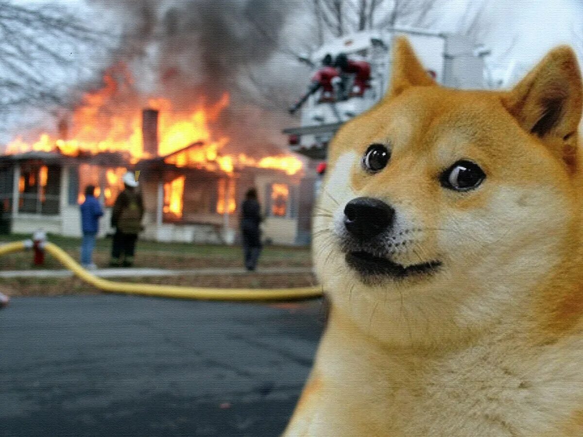 Собака мем. Dogs мем. Сиба-ину догги. Грустный doge. Doge собака.