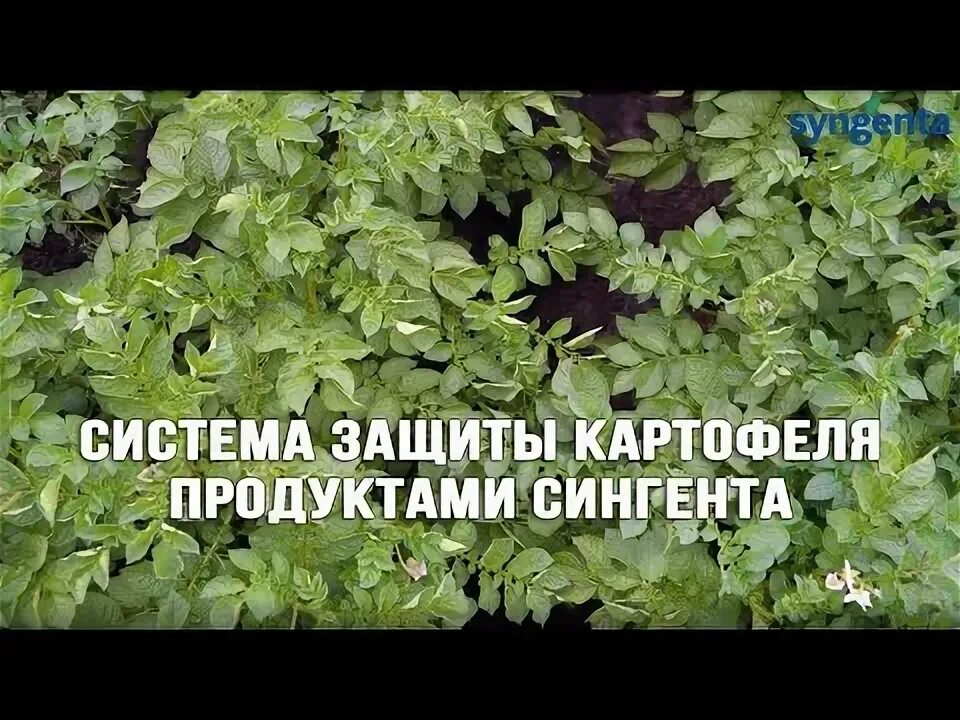 Система защиты картофеля. Сингента картофель. схема защиты картофеля сингента. комплексная защита картофеля. программа защиты картофеля.