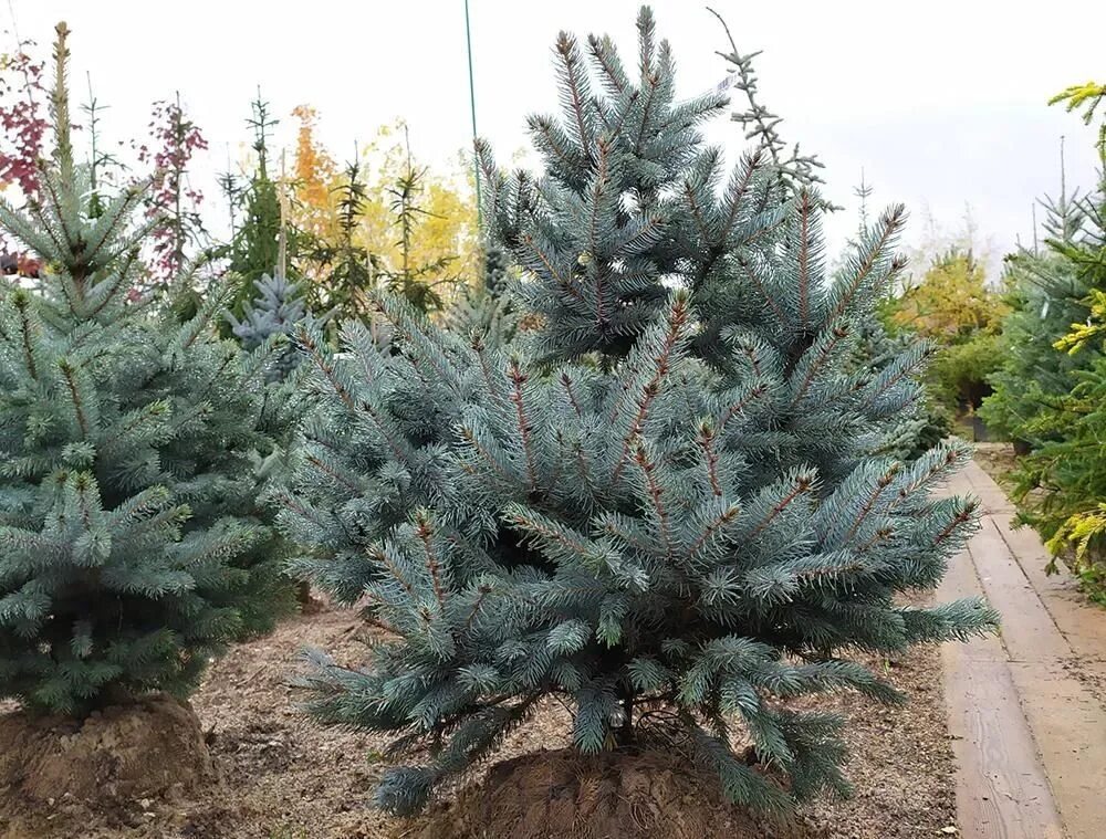 Ель колючая "super blue seedling" (супер блю сидлинг). Блю сидлинг описание. Ель колючая super blue seedling. Ель (picea) колючая супер блю сидлинг. Ель колючая супер блю сидлинг.