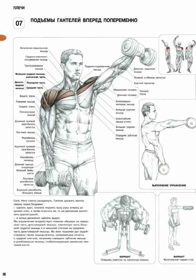 Упражнения для рук в зале для мужчин. Упражнения для дельтовидных мышц со штангой и гантелями. Упражнения на дельтовидные мышцы с гантелями. Схема прокачки плеч. Упражнения для прокачки мышц плеча.