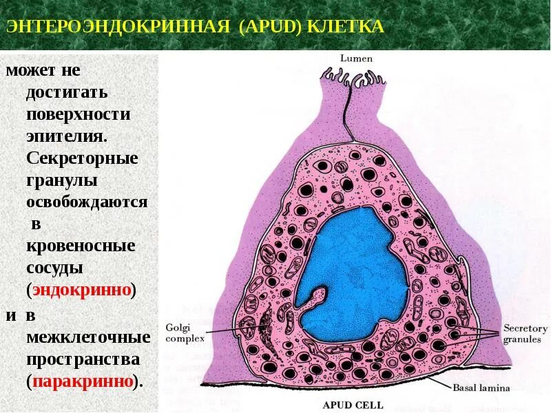 Диффузная эндокринная. Клетки АПУД системы. Клетки диффузной эндокринной системы. Клетки АПУД системы гистология. Эндокриноциты строение гистология.