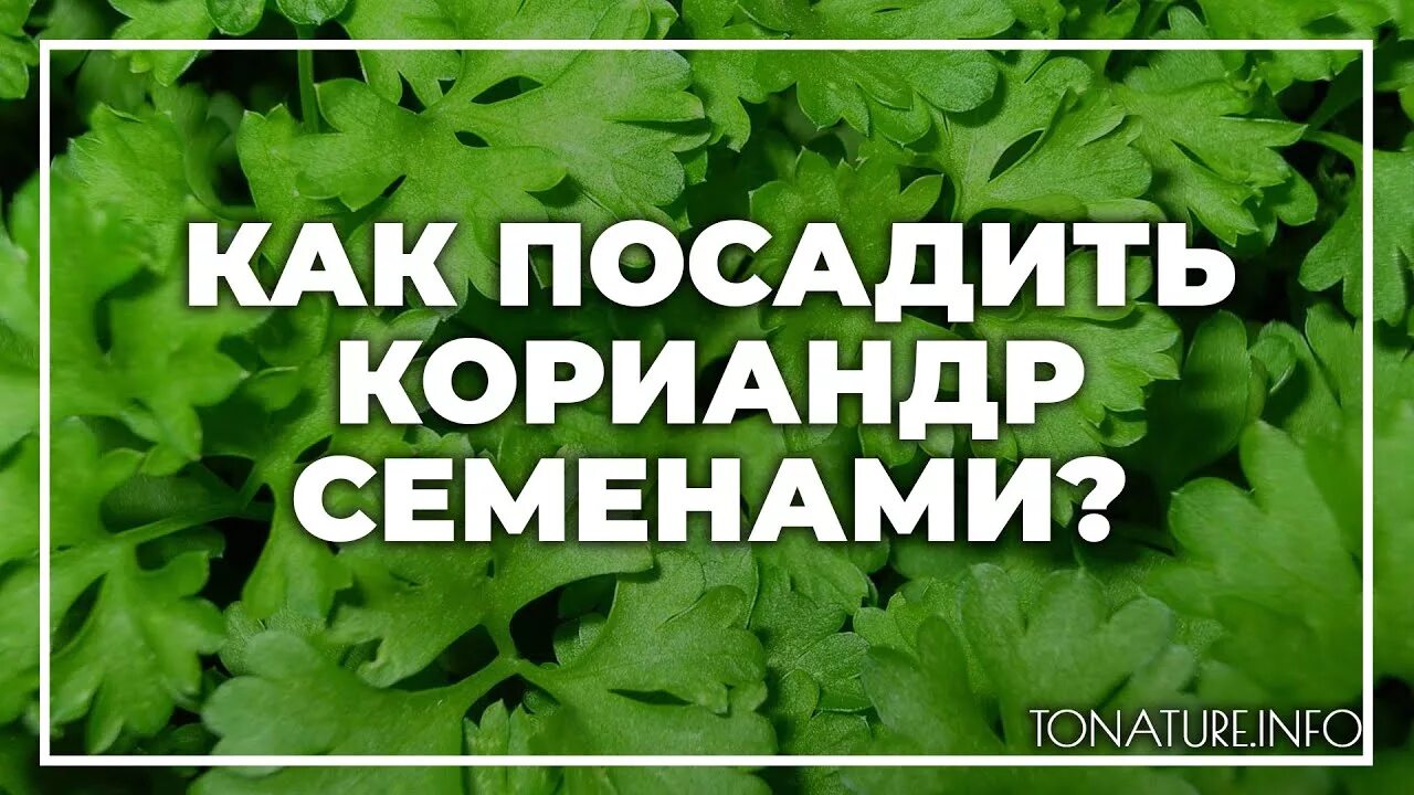 Как посеять кинзу. Как посадить кориандр. Кинза как выращивать. Как сажать кинзу семенами. Кориандр Ажур.