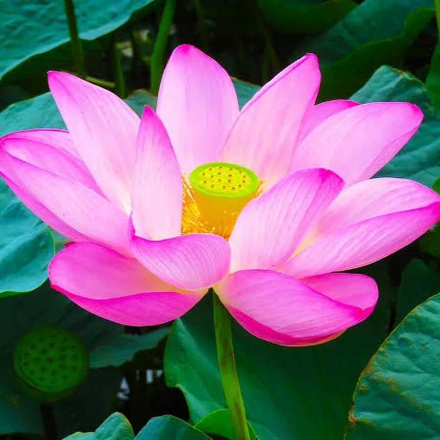 Кувшинка лилия лотос. Lotus breeze лилия. Лотос индия. Озеро лотосов новороссийск. Лотос япония.