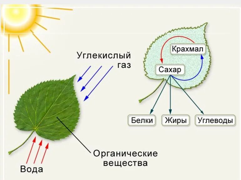 Роль фотосинтеза схема. Фотосинтез. Образование крахмала в листьях.. Фотосинтез зеленых растений. Фотосинтез схема. Процесс фотосинтеза.