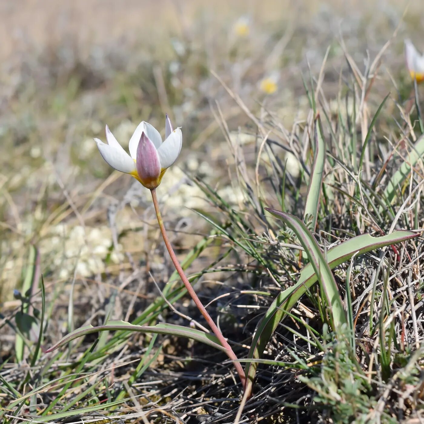 Тюльпан Коктебельский. Тюльпан двуцветковый Tulipa biflora. Тюльпан двухцветковый Калмыкия.