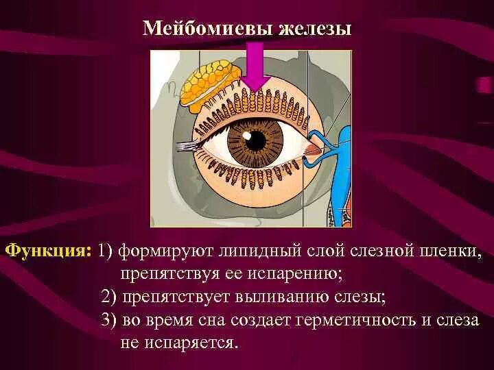 Веки являются тест. Функции мейбомиевой железы. Мейбомиевая железа в глазу. Строение мейбомиевой железы. Дисфункция мейбомиевых желез причины.