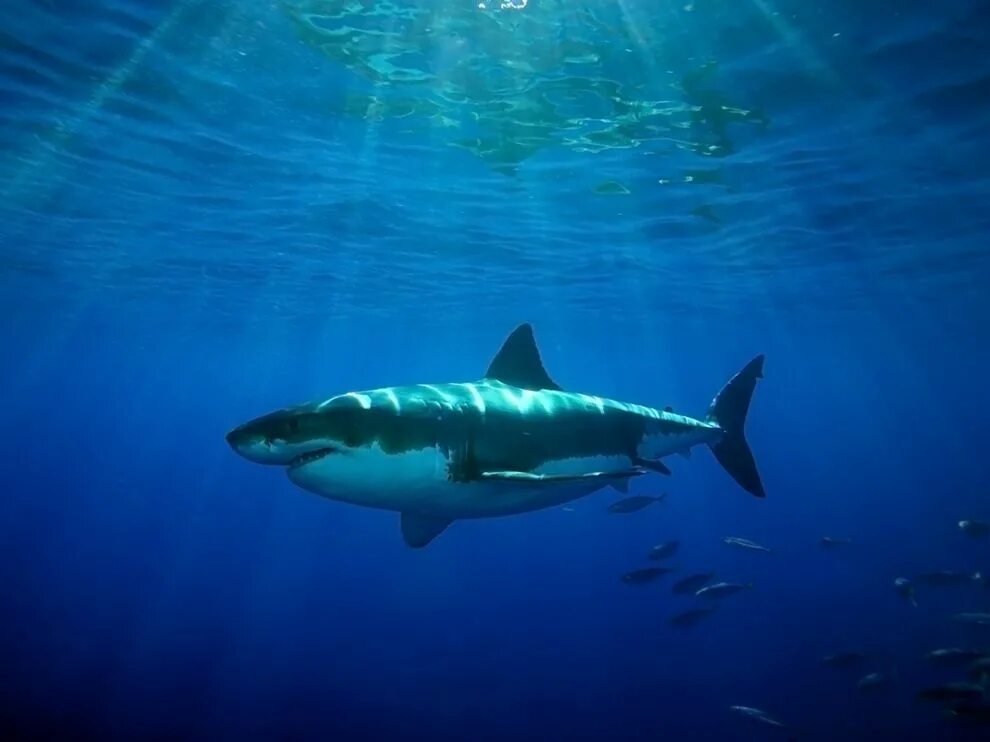 Sharks: Understanding the Importance of Size and Species
