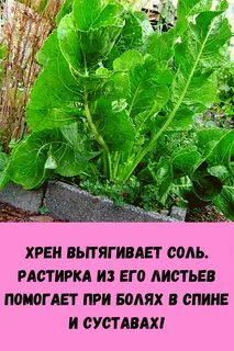 Хрен рецепт суставы
