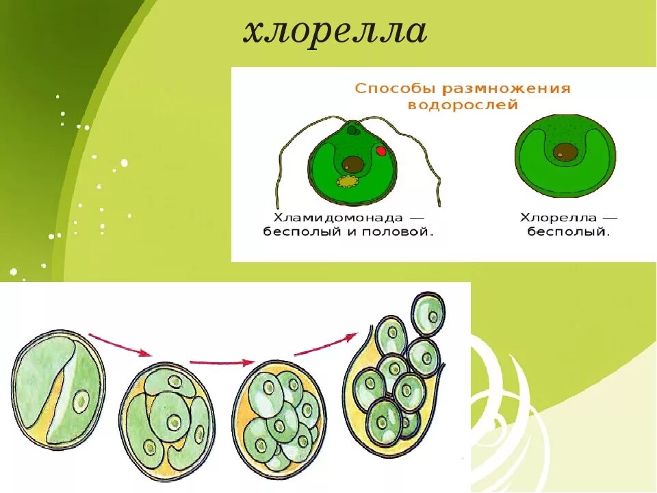 Хлорелла водоросль строение. Одноклеточная водоросль хлорелла. Бесполое размножение хлореллы схема. Хлорелла строение клетки. Рисунок клетки водорослей