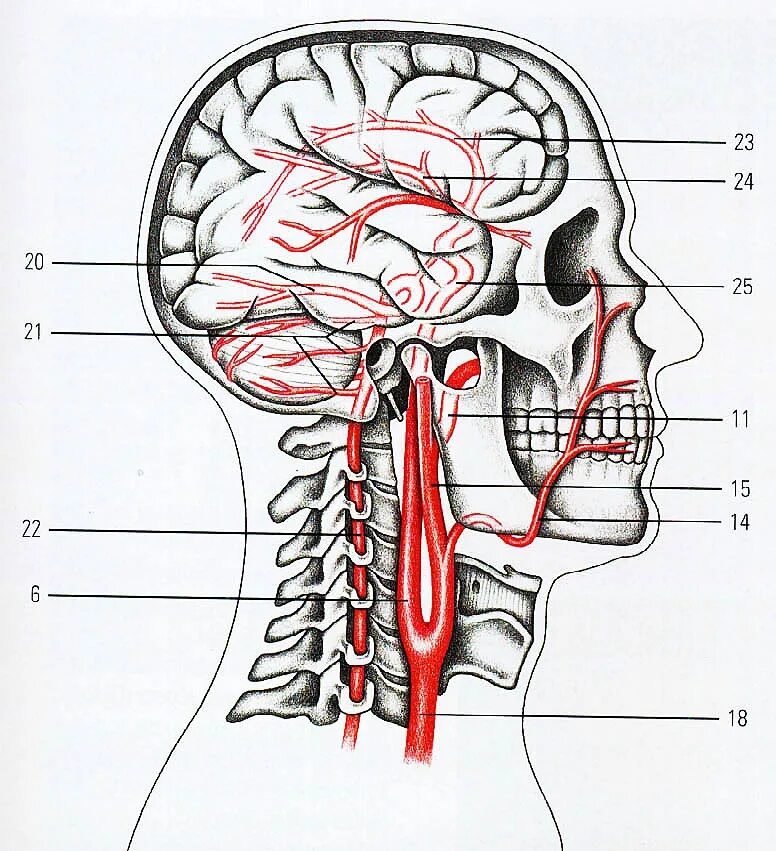 Голова головной мозг шея. Внутренняя Сонная артерия мозг. Позвоночная Вена анатомия. Наружная Сонная артерия анатомия головного мозга. Артерии питающие головной мозг схема.