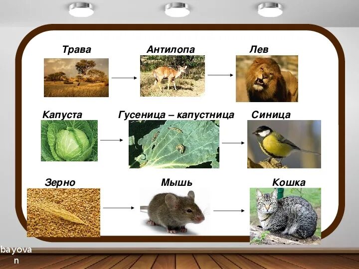 Пищевые Цепочки 5 класс биология. Цепочка питания биология 5. Пищевые Цепочки 7 класс биология. Цепочка питания животных 5 класс. Среда обитания орла биология