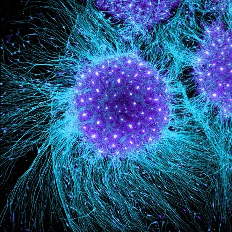 J stem cell