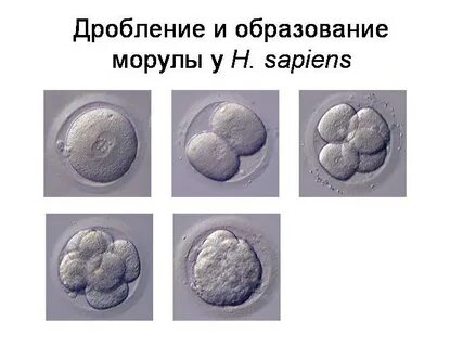Бластомеры клетки зародыша