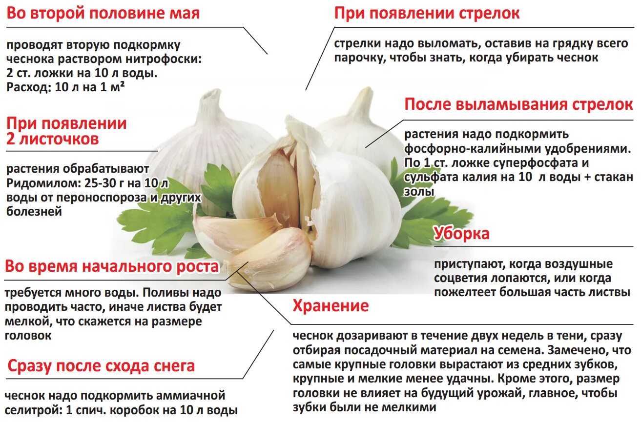 Можно чеснок при язве. Схема подкормки озимого чеснока. схема удобрения озимого чеснока. подкормка чеснока таблица.