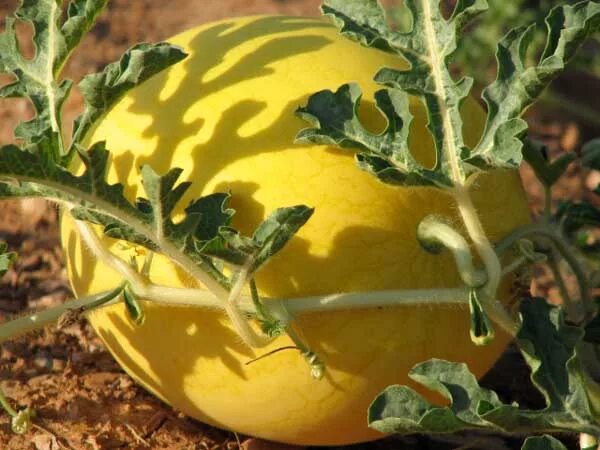 Гавриш. Арбузы солнце. Желтый сорт арбуза голден томсон. Арбуз с желтой кожурой сорт. Арбуз с желтой мякотью.