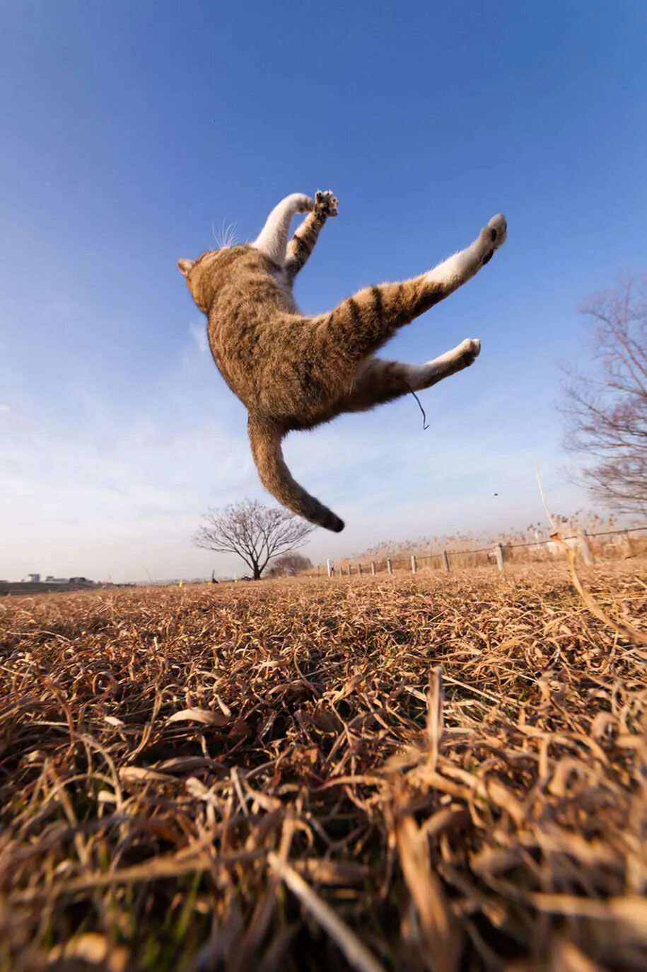 Кошка в прыжке. Кот в прыжке. Кот летит. Летающий котик. Радостный кот.