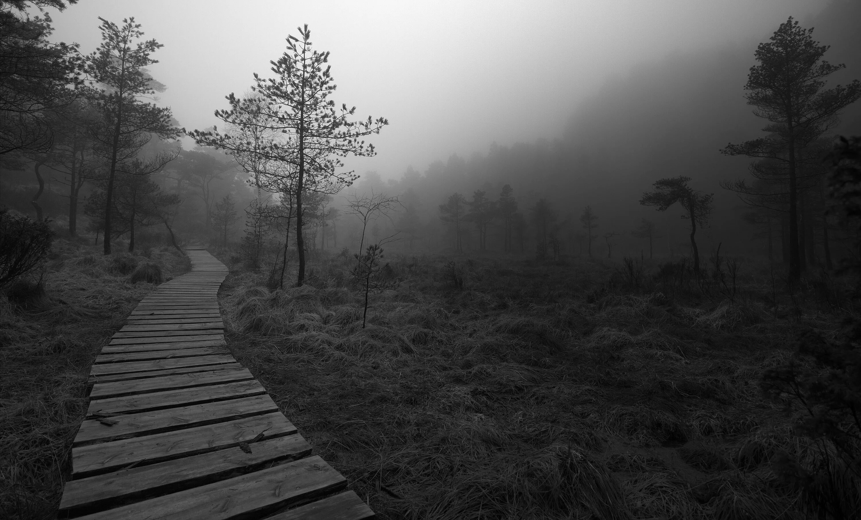 DSBM лес. Черно белый лес. Лес в тумане черно белый.