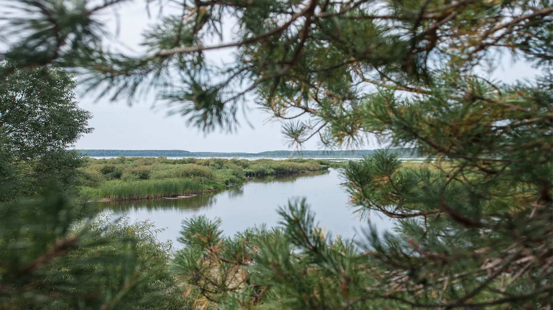 Мещера клепики. Спас клепики национальный парк мещерский. озеро озерье клепиковский район. спас клепики мещера. озеро белое клепиковский район.