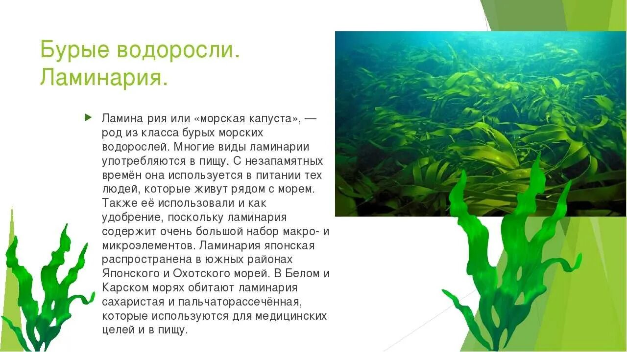 Водоросли 5 букв. Бурые водоросли ламинария. Информация о водорослях. Сообщение о водорослях. Доклад про водоросли.